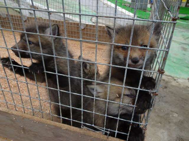 Baby foxes climb the walls of their cage