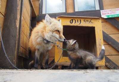 A fox cub chained to his mom