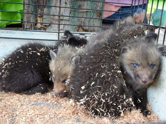 Fox cubs in a wire cage