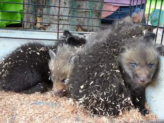 Fox cubs in a wire cage