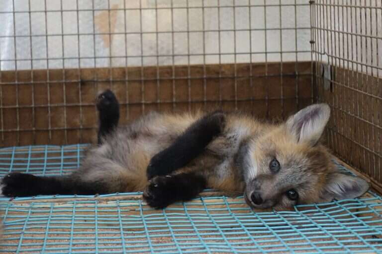 A baby fox in a cage in Zao Fox Village in Japan