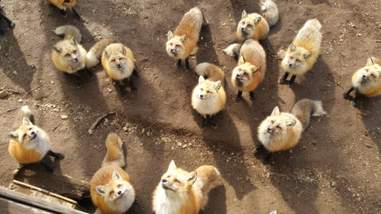Fox Village In Japan Is Not As Cute As It Seems The Dodo
