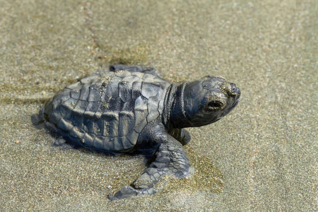 olive ridley young turtle