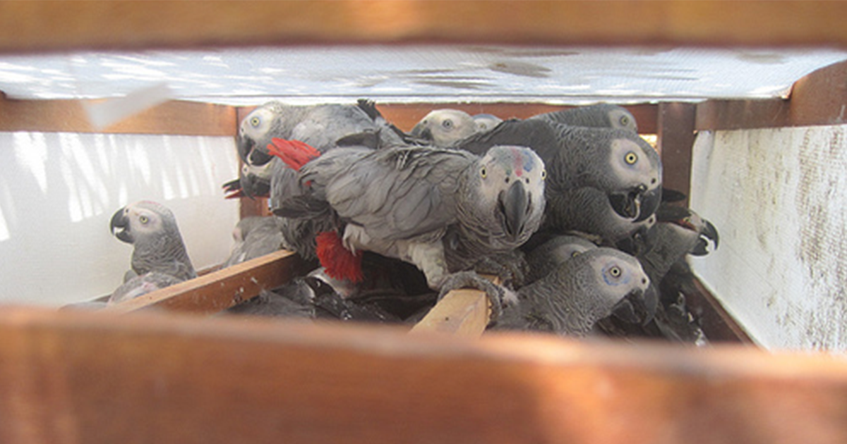 African grey bird outlet shop