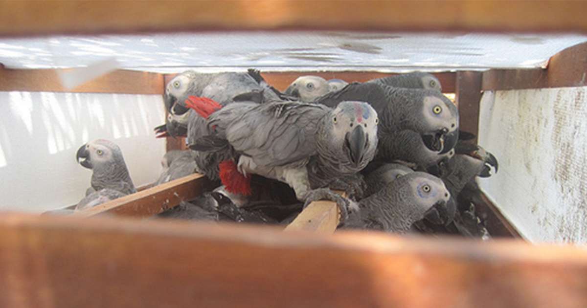 African Grey Weight Chart