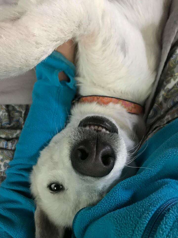 Dog snuggled up in blanket