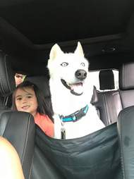 Dog smiling inside car
