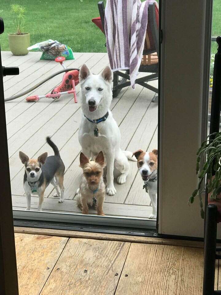 Dogs standing outside the door