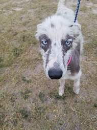 Sick looking dog with mange