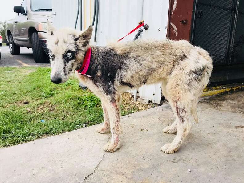 Dog with severe mange