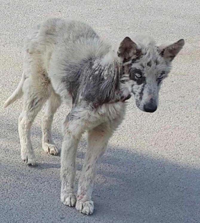 Dog with mange