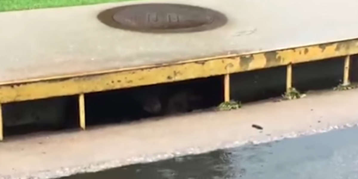 People Are Surprised To Find A Bear Lurking Inside A Storm Drain - The Dodo