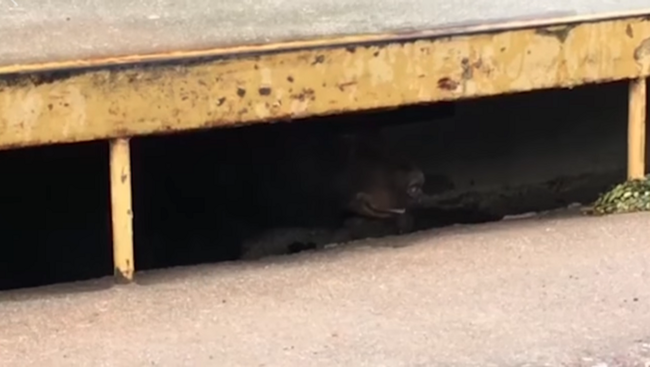 People Are Surprised To Find A Bear Lurking Inside A Storm Drain - The Dodo