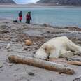 Polar bear shot dead on Svalbard islands