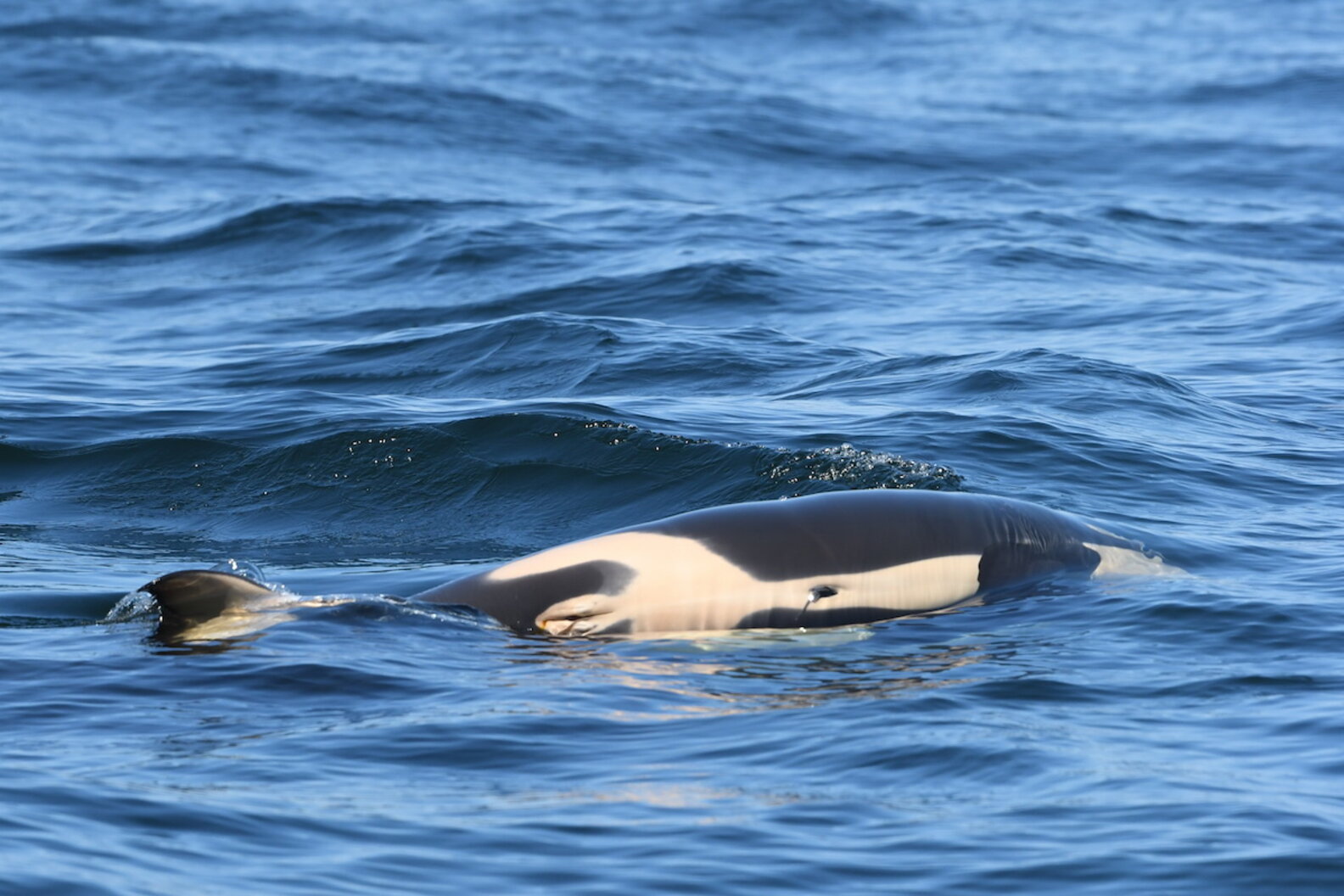 Grief-Stricken Orca Carries Her Baby's Dead Body For 5 Days - The Dodo