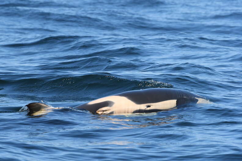 Dead baby orca being carried by her grieving mother