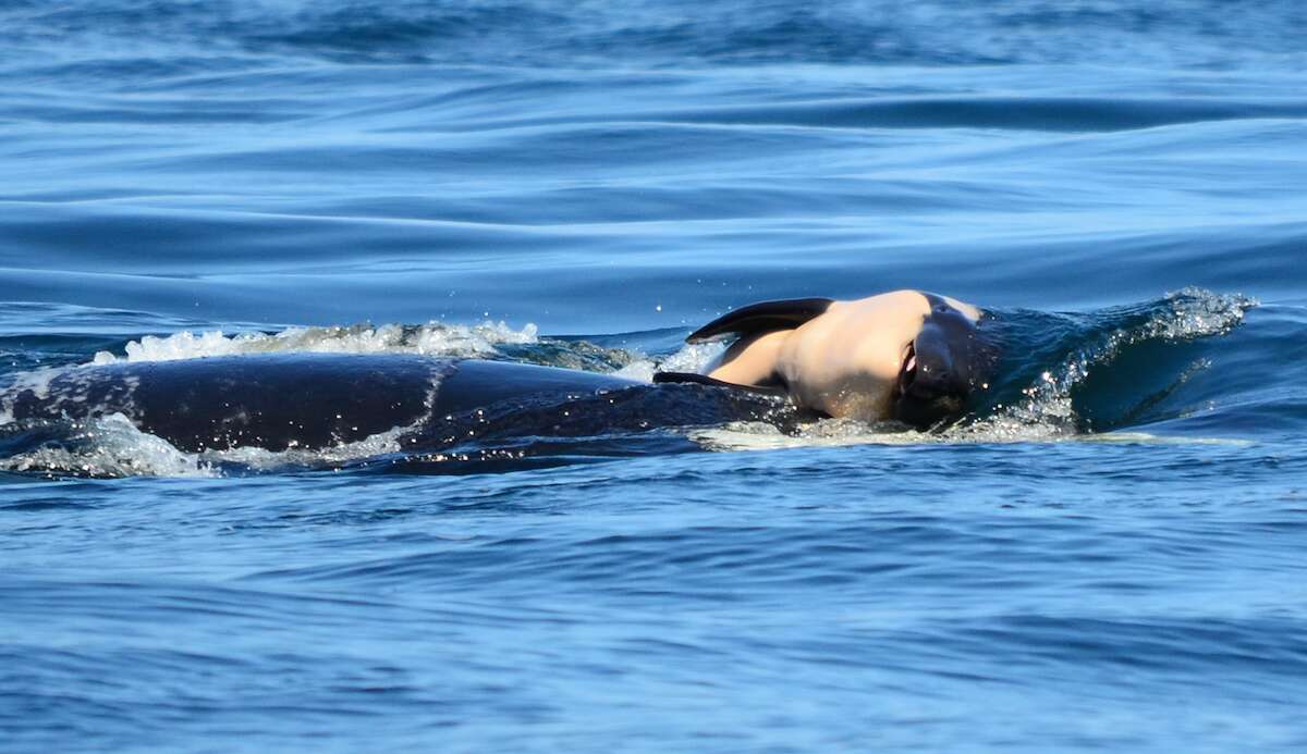 Orca mother carrying her dead calf's body