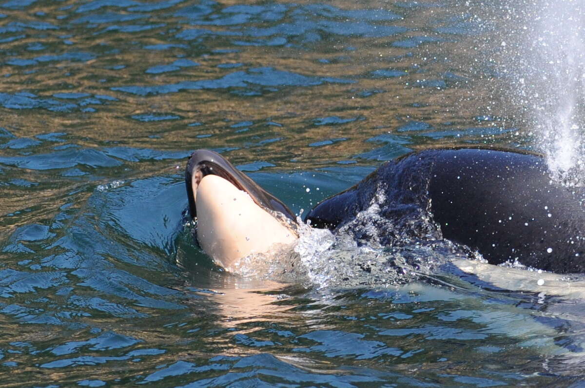 Wild orca carrying dead body of her newborn calf
