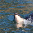 Orca mom carrying her baby's body