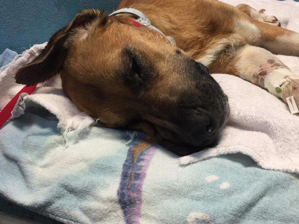 Sick dog lying on blanket