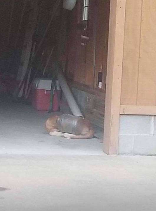 Dog lying on floor of garage