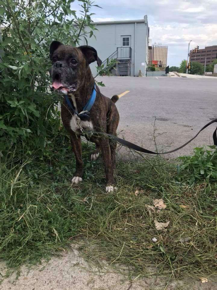 dog rescue boxer kansas