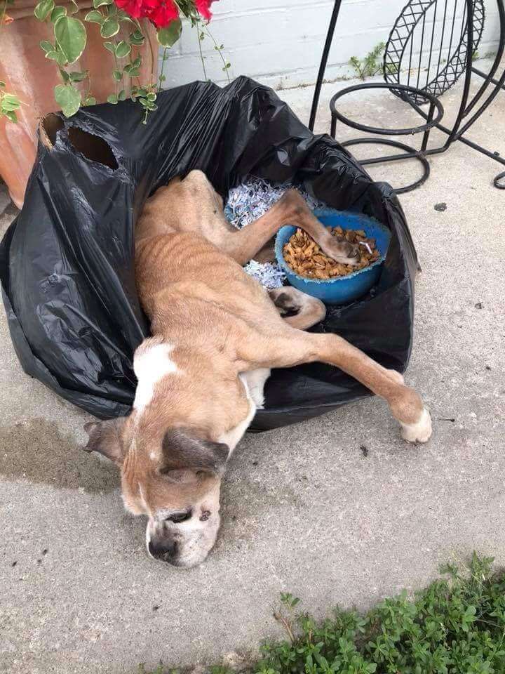 dog rescue boxer trash bag