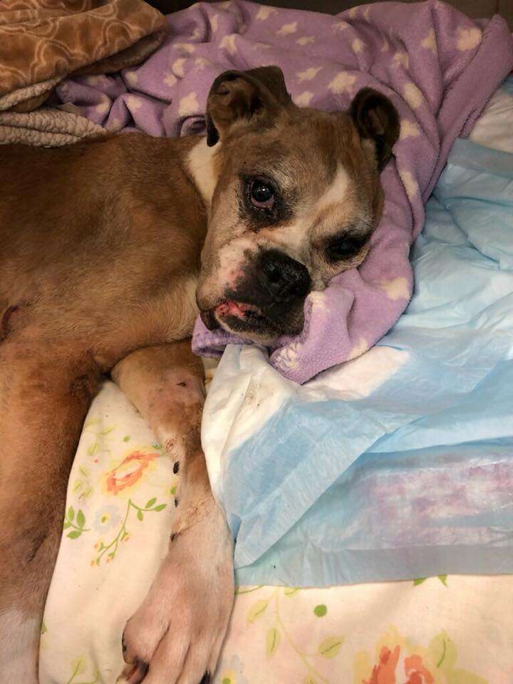 dog rescue boxer kansas