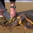 Guys Find Sea Turtle Stuck In Plastic and Netting