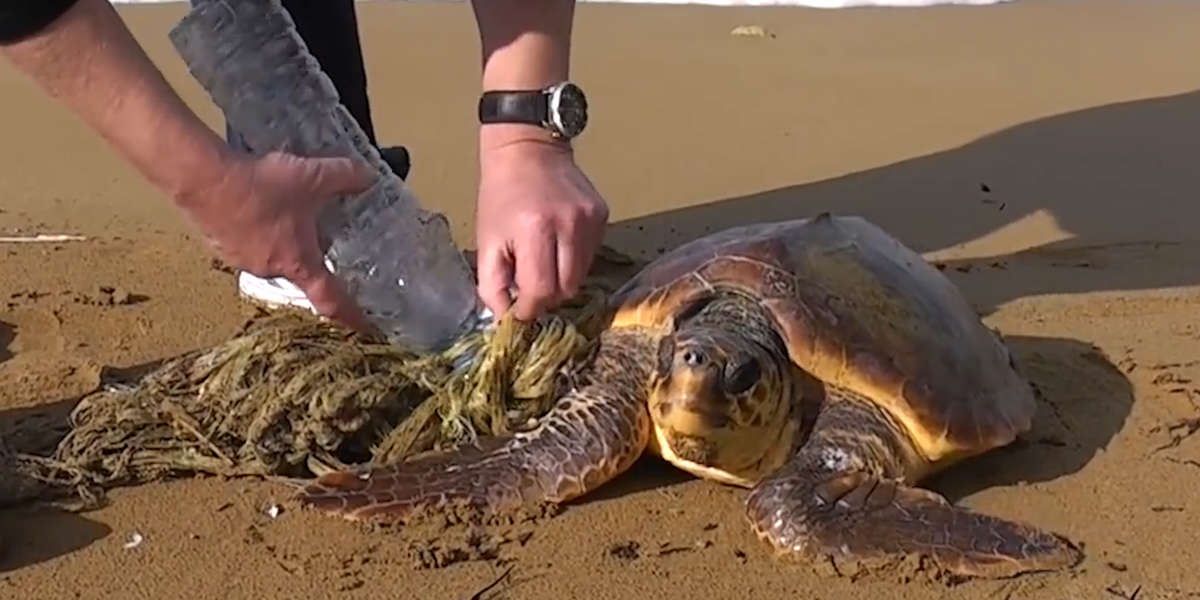 Guys Find Sea Turtle Stuck In Plastic and Netting - Videos - The Dodo