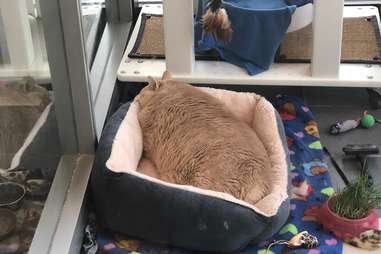 Bronson the fat cat at the Michigan humane society