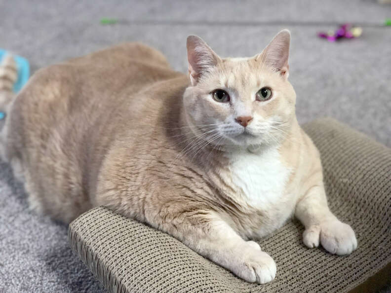 Animal Rescue in Boston Helps Pair of 30-Lb. Cats Lose Weight