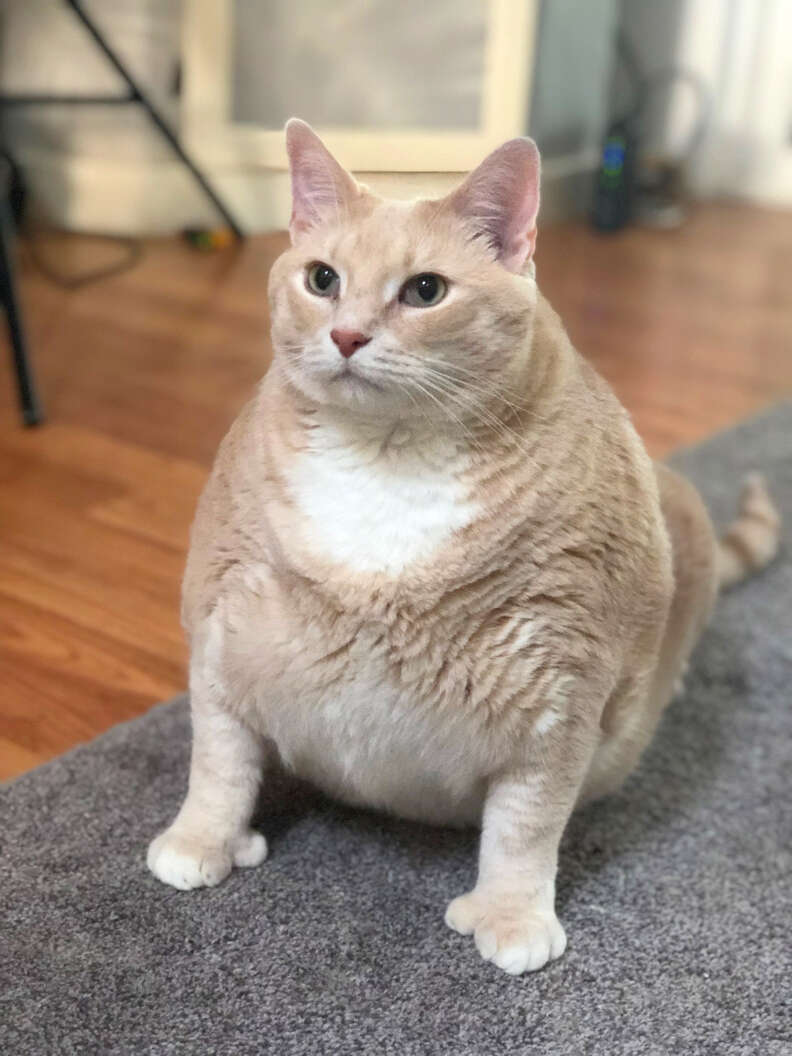 Bronson the fat polydactyl cat