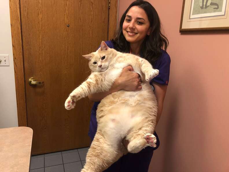 Bronson the cat being held by a vet tech