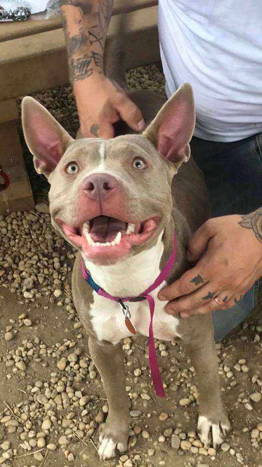 Pit bull mix smiling