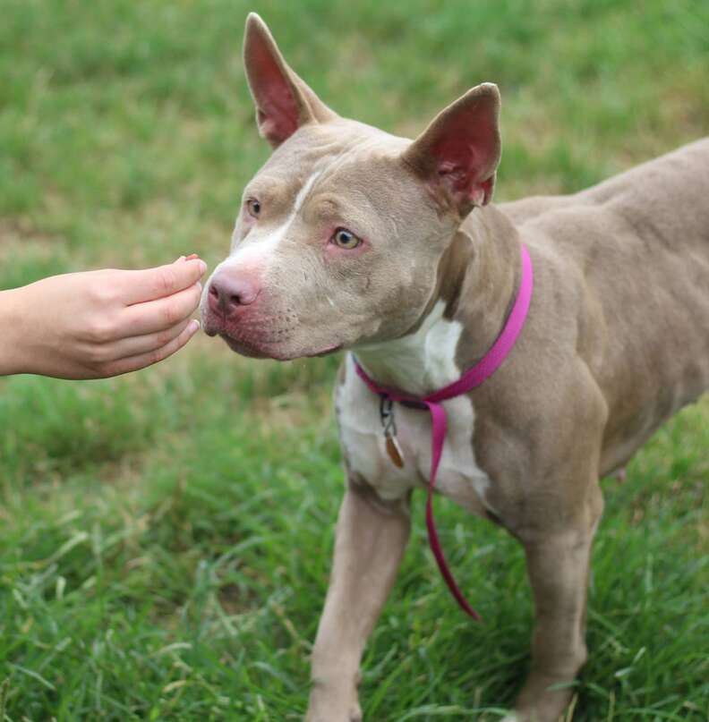 Pit bull mix sniffing person's hand