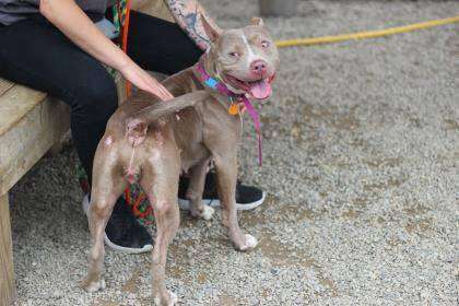 Person petting dog in shelter play yard