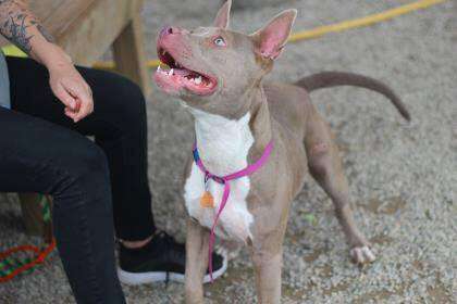 Pit bull mix smiling at person