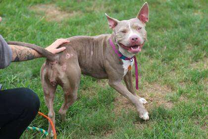 Person petting pit bull at shelter yard