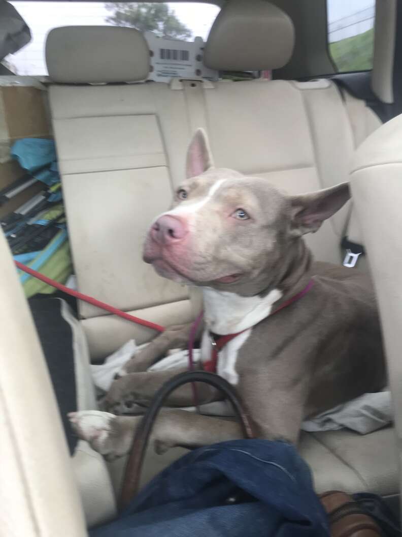 Dog smiling in backseat of car