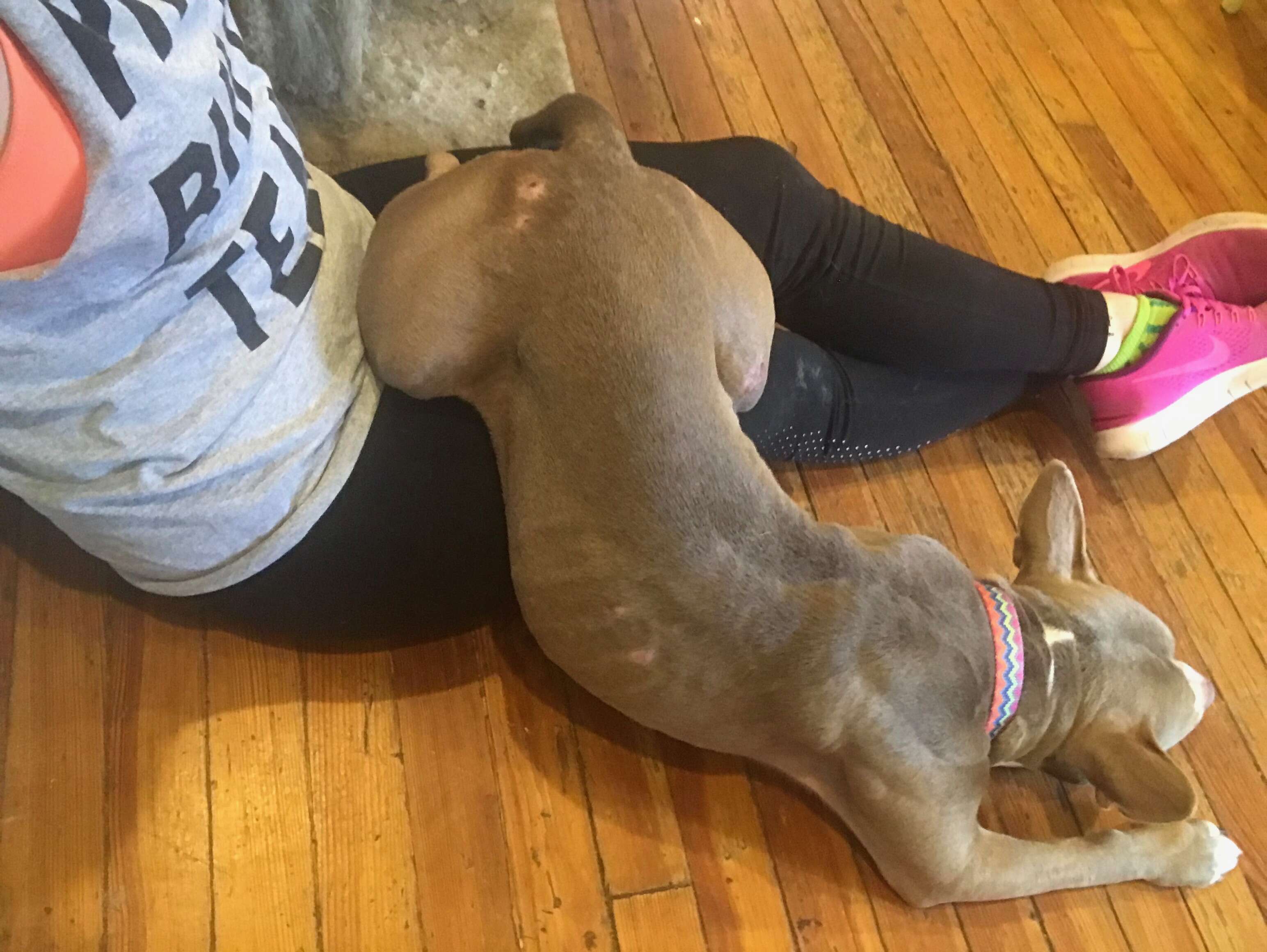 Dog lying on lap of rescuer