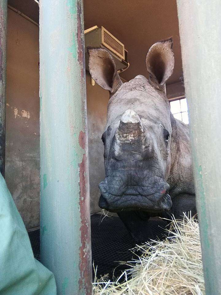 orphan rhino south africa
