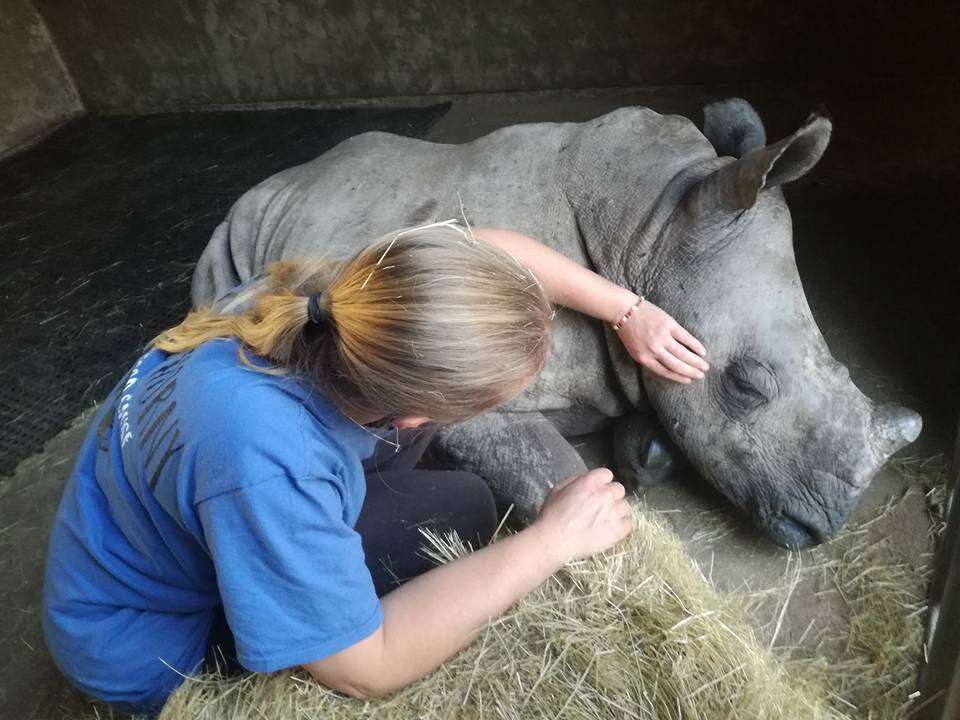 orphaned rhino rescue south africa