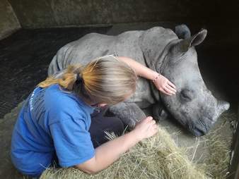 orphaned rhino rescue south africa