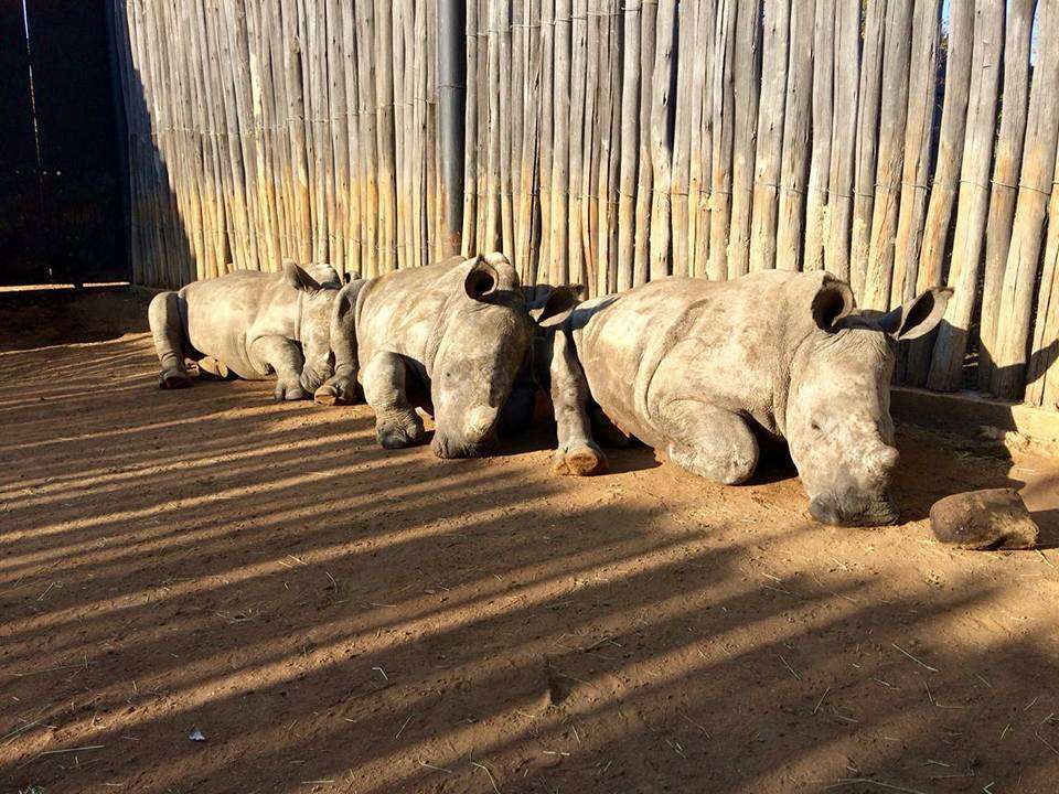 orphan rhino rescue south africa