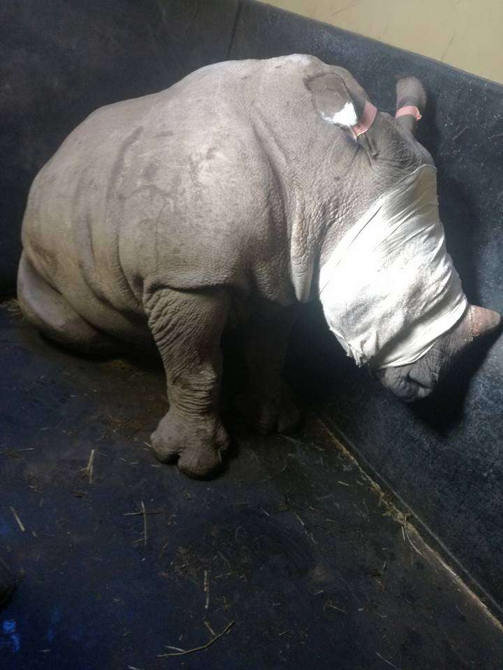 rhino orphan rescue south africa