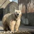 Last circus bear in Serbia gets rescued and brought to sanctuary in Switzerland