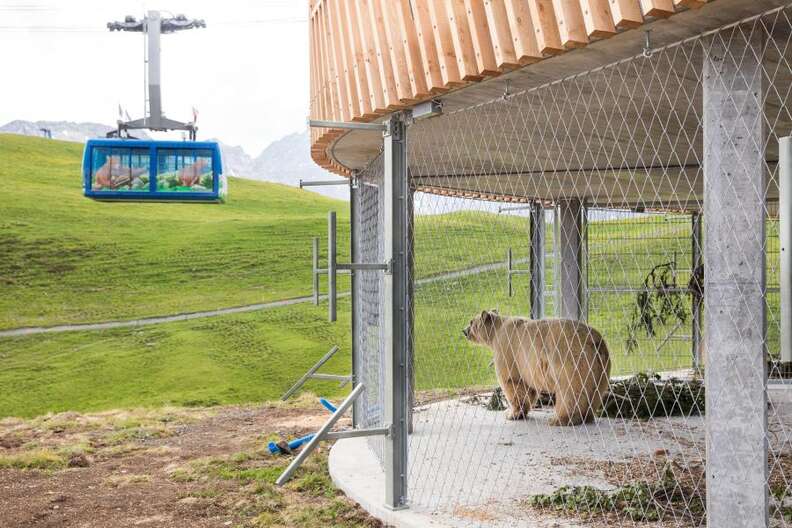 The last circus bear in Serbia is saved and brought to Swiss sanctuary