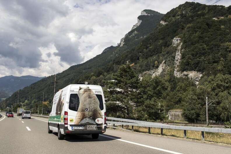 The last circus bear in Serbia is saved and brought to Swiss sanctuary