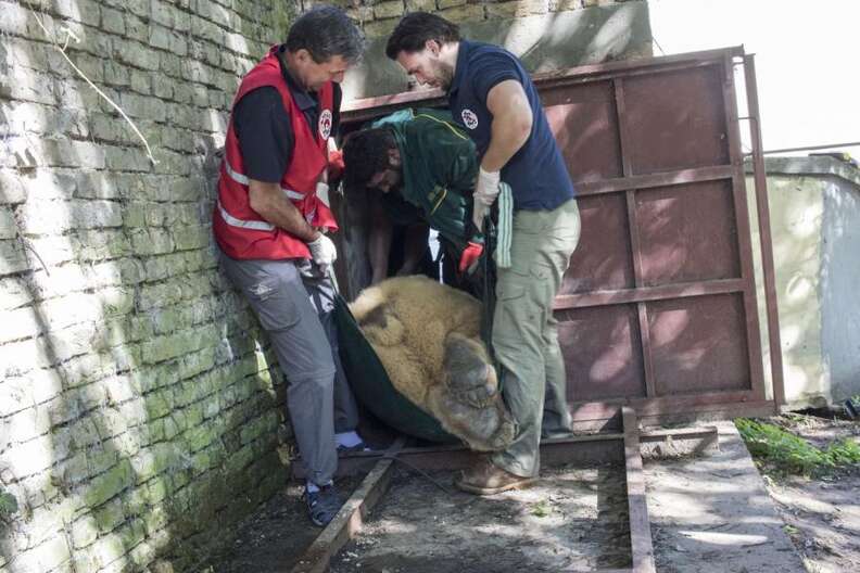 The last circus bear in Serbia is saved and brought to Swiss sanctuary